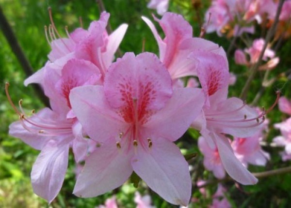 Минский Центральный ботанический сад приглашает 26-27 мая на фестиваль «Сердце из цветов»